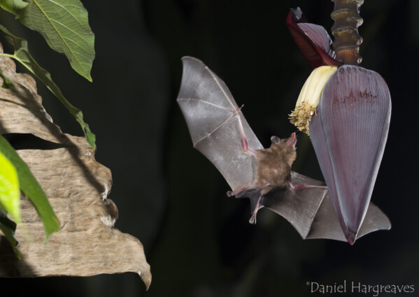 Facts About Bats & COVID-19