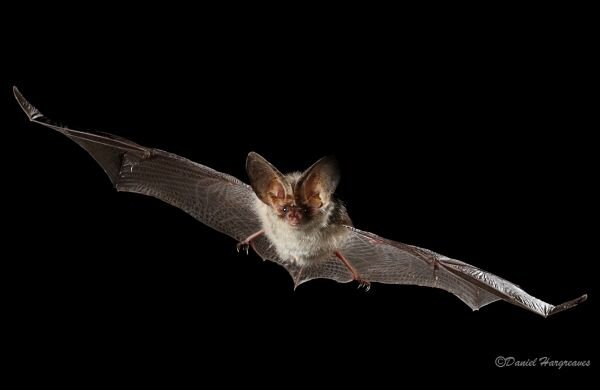 Positive signs for Britain's bat species