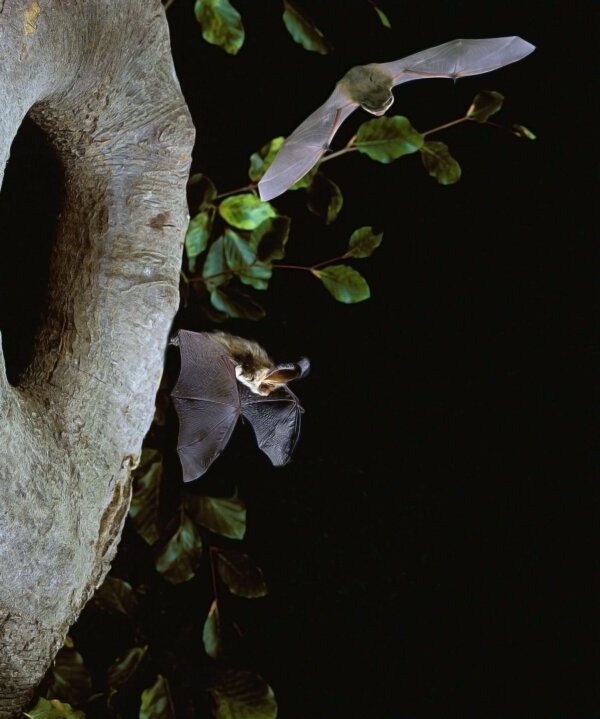 New research on viruses in British bat species