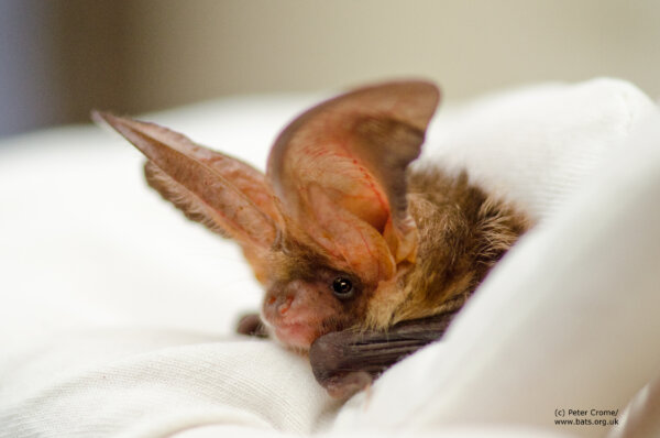 Bat Habitats Regulation Bill [HL] 2017-19