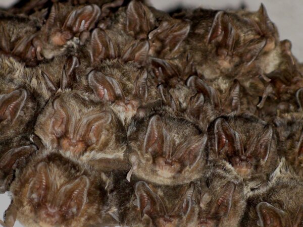Bats declined as Britain felled trees for colonial shipbuilding