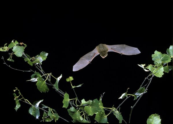 Britain’s bats edging towards recovery