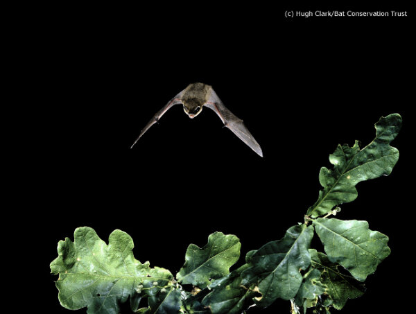 Developer fined £7,400 for ignoring bat protection law