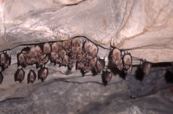 Threats to bats from 'Urban Exploring' trend