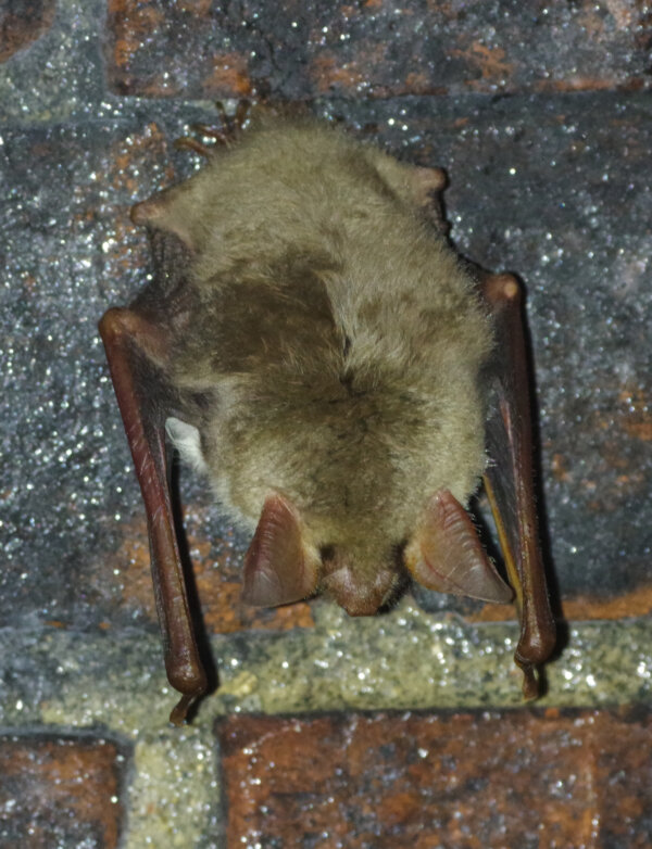 Greater mouse-eared bat population doubles - to 2! “This is a hugely important discovery”