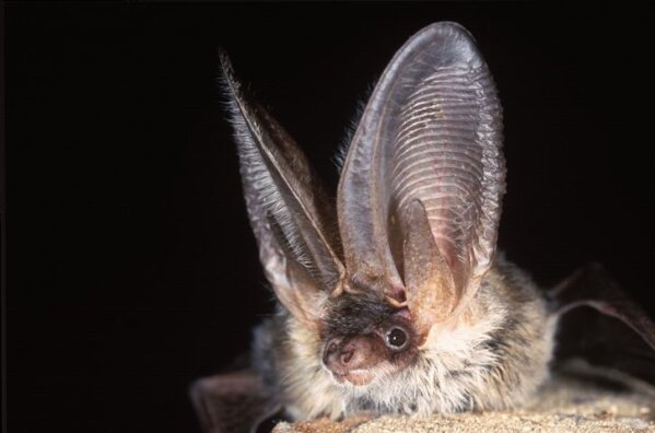 Bat species at risk of extinction