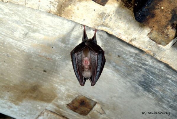 News species of bat found in Jersey, the lesser horseshoe bat