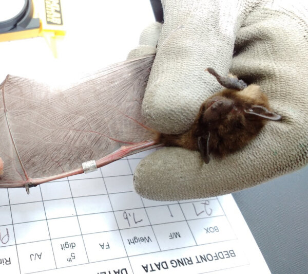 ‘Olympian’ bat smashes British record for long distance migration