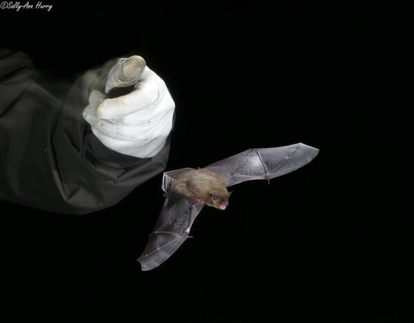 Nomadic Nathusius – bat ringed in the UK discovered in Belgium