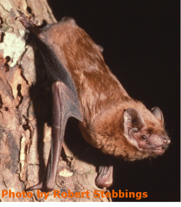 Bat Species of the Year 2016 revealed