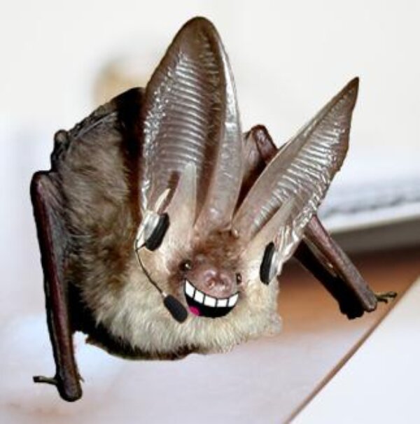 Bats on film!