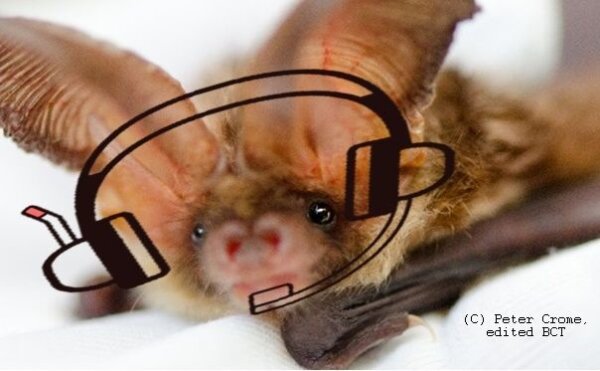 Volunteer Bat Care Helpline Project update