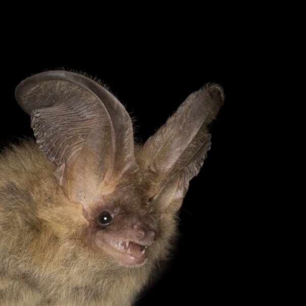 Professional Training Standards for Professional Ecologists Working with Bats interim 2nd edition
