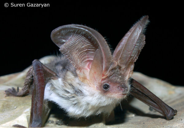 25 years of International Bat Night