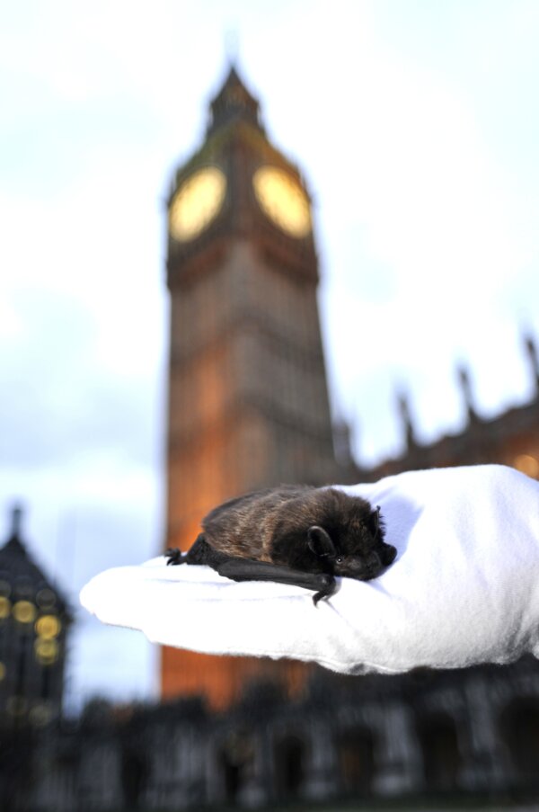 Bat Conservation Trust CEO welcomes the results of the Habitats Directives Review