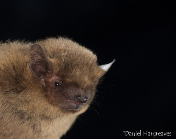 £4.2m lifeline for Scotland’s most vulnerable species