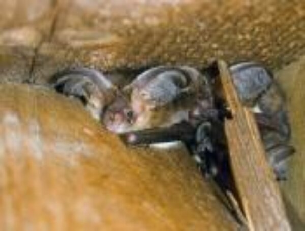 Coronation Street Goes Batty!