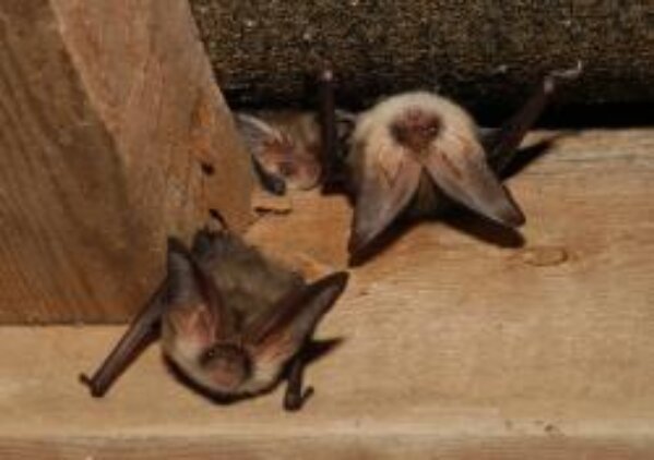 London's bats to get £150k designer home