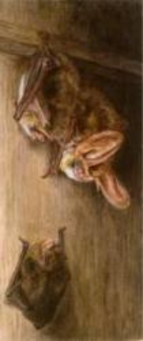 Beatrix Potter writing competition