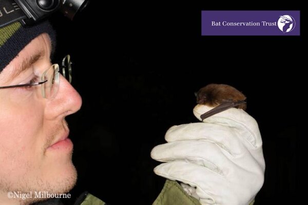 Tiny Bat Crosses the North Sea!