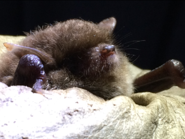 Tree roosts confirmed in Jersey, and first Daubenton's bat caught!