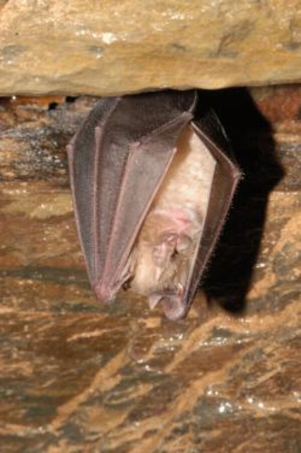 Welsh bats get a helping hand from the Heritage Lottery Fund