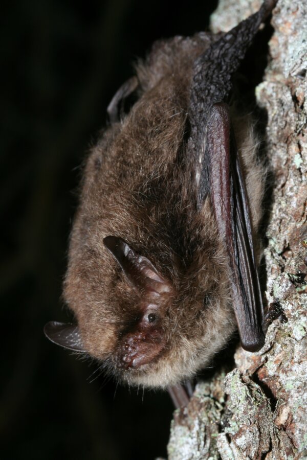 New bat species found in the UK