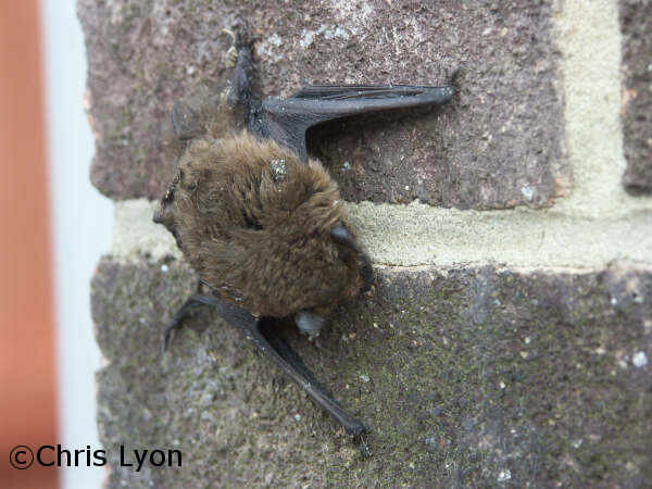 Release of the latest Bat Crime Report 2013