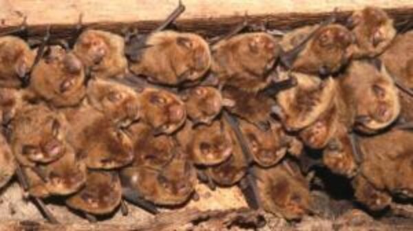 Developer hit with £3,500 fine for destroying bat roost