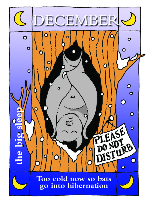 A year in the life of a bat