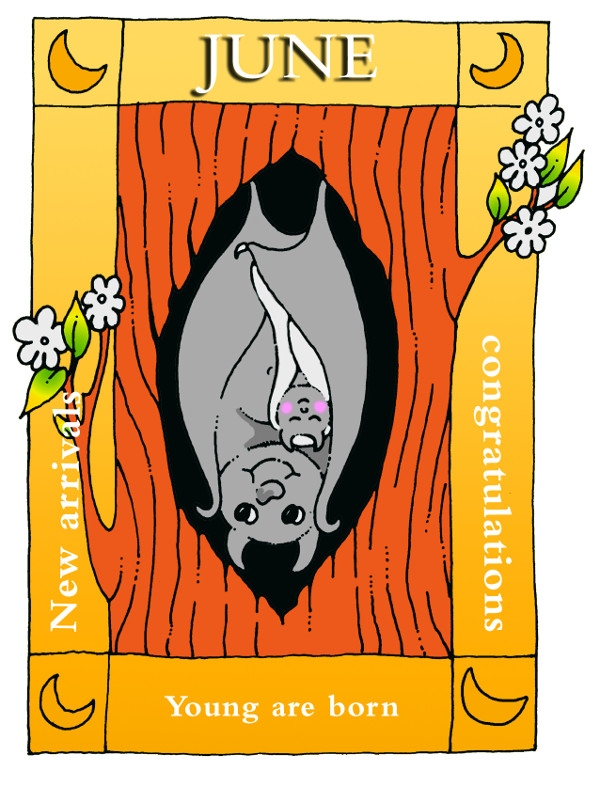 A year in the life of a bat