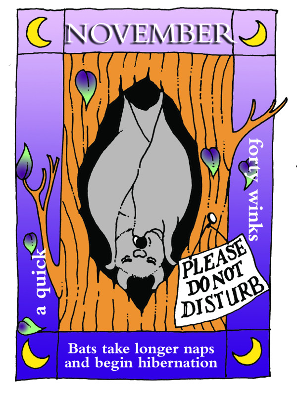 A year in the life of a bat