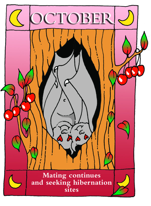 A year in the life of a bat