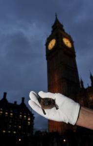 Moths and bats get up close and personal with parliamentarians