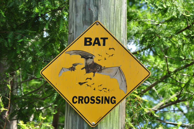 Bats and Roads