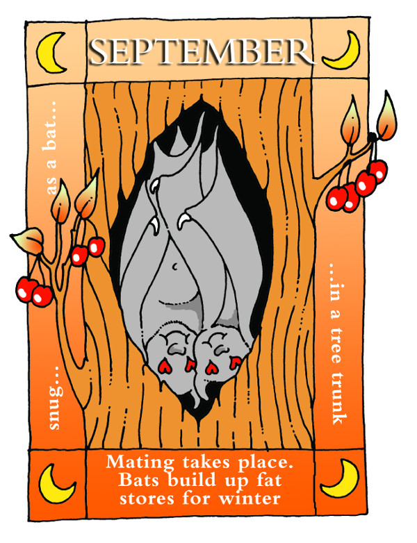 A year in the life of a bat