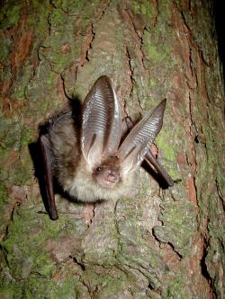 Surveying trees for bats
