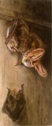 Children to write Beatrix Potter's untold bat tale