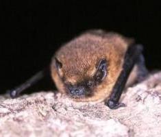 Wales Bat Conference