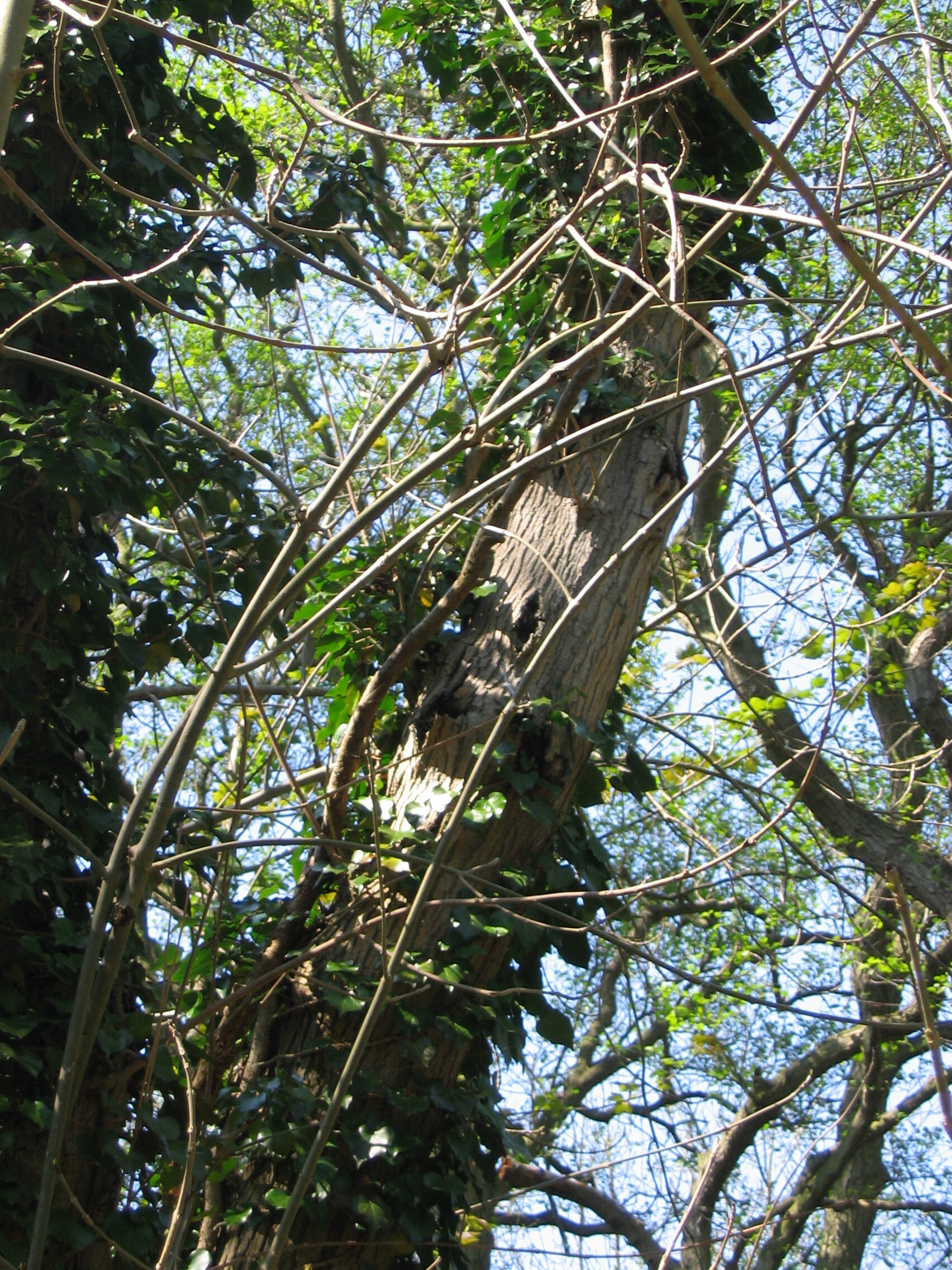 Bats, Waterways and Planning