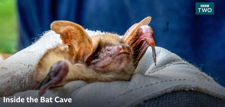 New film: Inside The Bat Cave