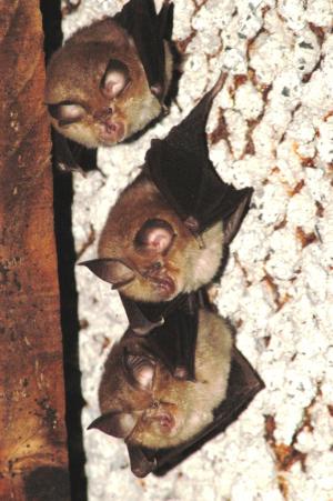 New Welsh project to help lesser horseshoe bat