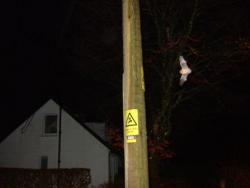 Judicial Review leads to increased protection of bats