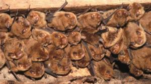 Developer hit with £3,500 fine for destroying bat roost