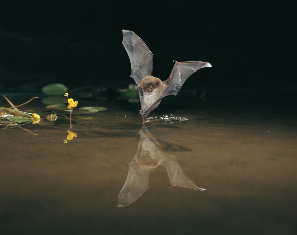 27th International Bat Night – Curtains up for the nocturnal flight artists