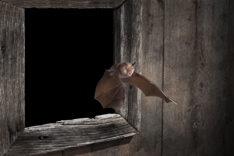 Greater horseshoe bat rediscovered in Kent