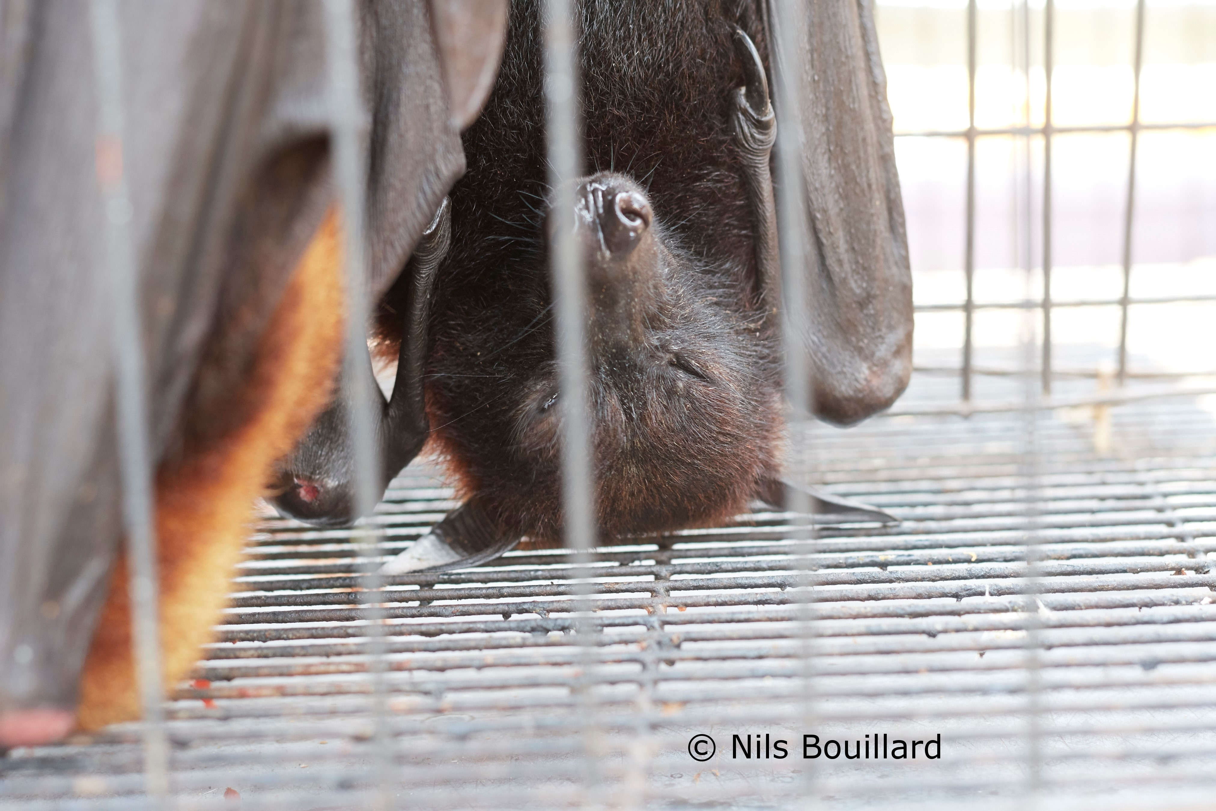 World Health Day 2020 - Ban Wildlife Trade