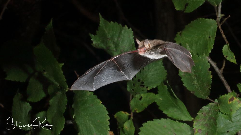 BCT Trustee awarded ‘Highly Commended’ for bat photo