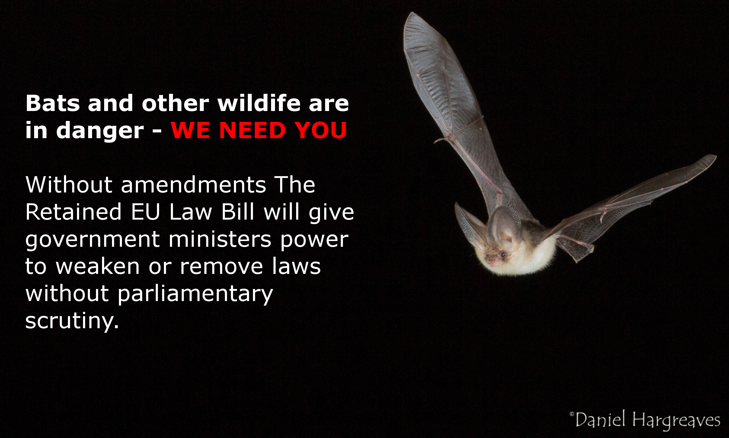 Last chance! Bat conservation is in danger: please tell your MP to vote on Monday to amend the Retained EU Law Bill