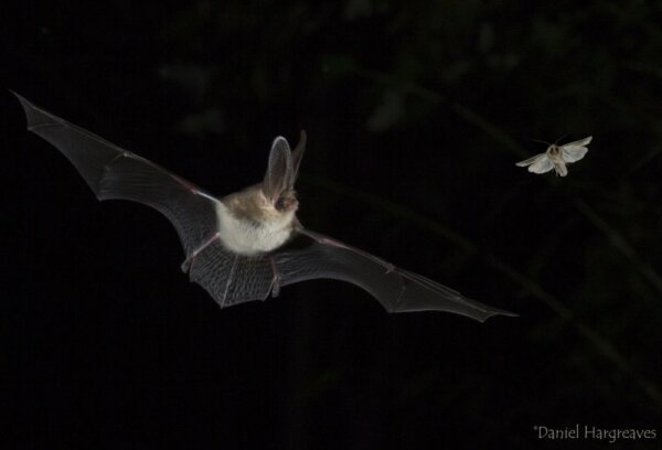New Guidance on bats and lighting